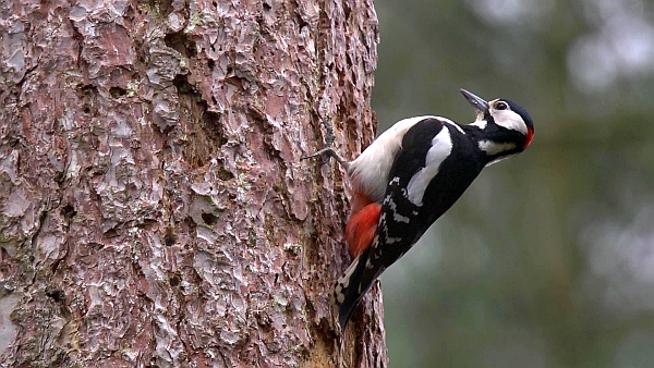great spotted woodpecker male