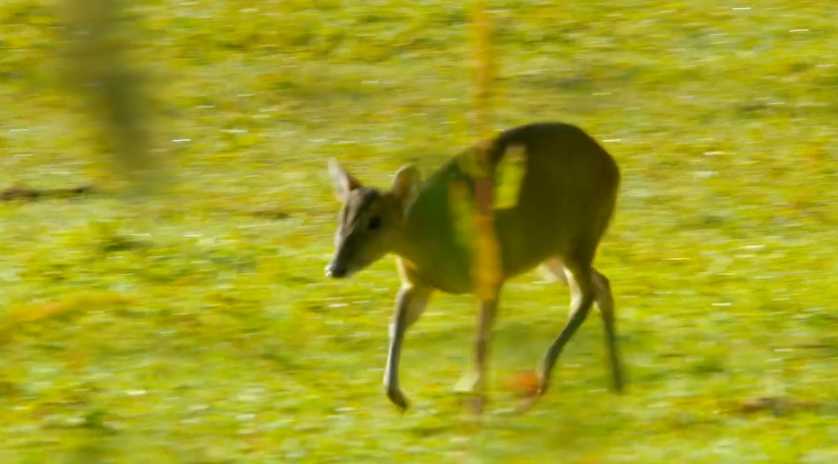 muntjac deer crossing field