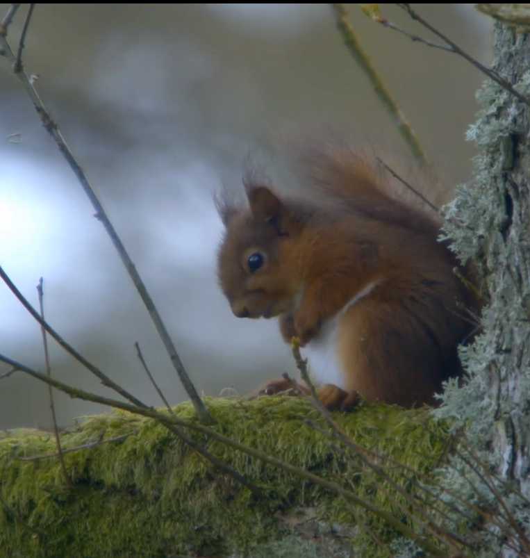 red squirrel Northumbria